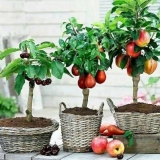 Patuljaste voćke za baštu